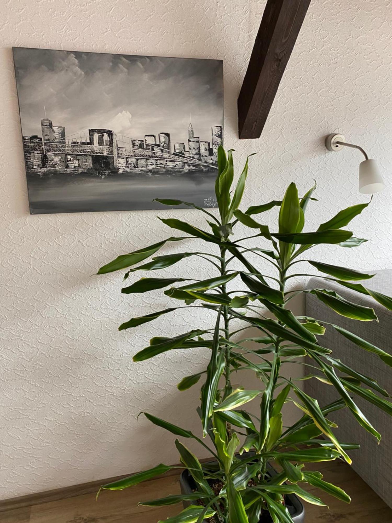 Ferienwohnung Malk ทราเบิน-ทราร์บาค ภายนอก รูปภาพ